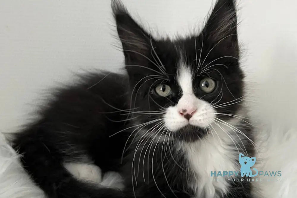 Itan Maine Coon male black bicolour live animals