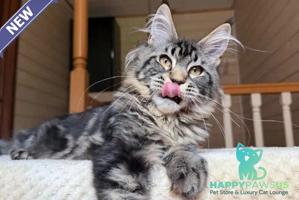 Iton Maine Coon male black tabby - live animals