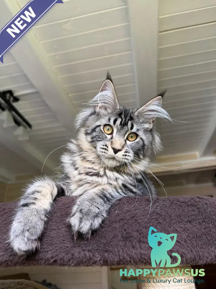 Iton Maine Coon male black tabby - live animals