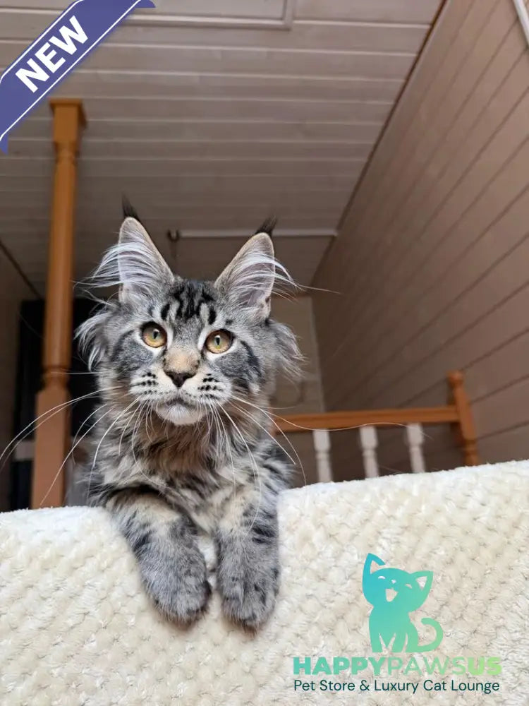 Iton Maine Coon male black tabby - live animals