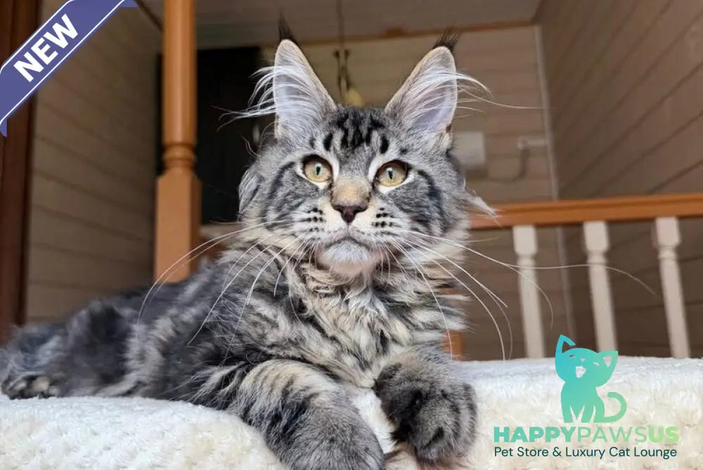 Iton Maine Coon male black tabby - live animals