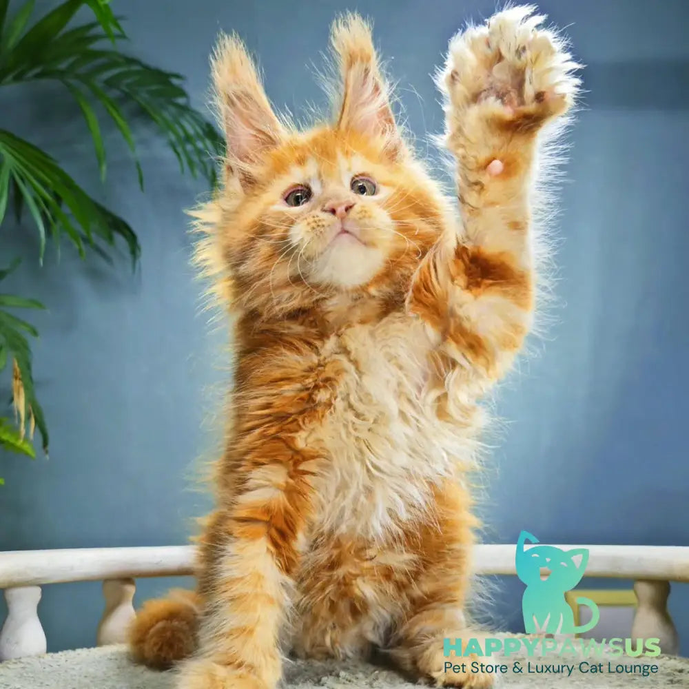 Iva Maine Coon female red - live animals