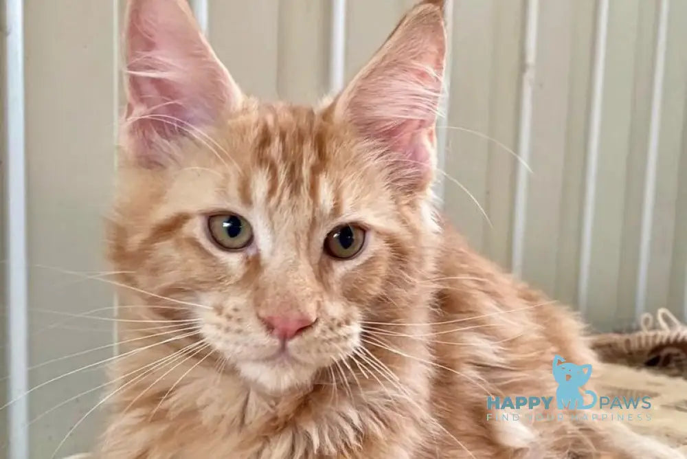 Ivan Maine Coon male red live animals