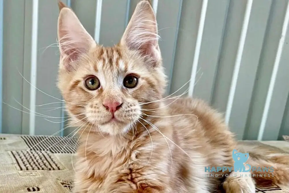 Ivan Maine Coon male red live animals