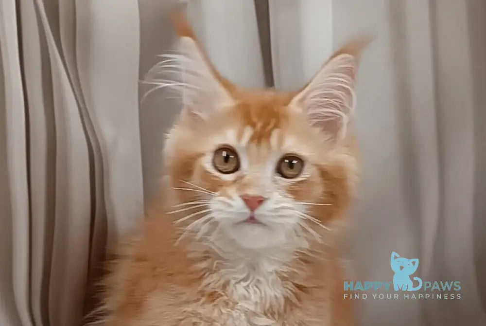 Ivan Maine Coon male red ticked tabby live animals