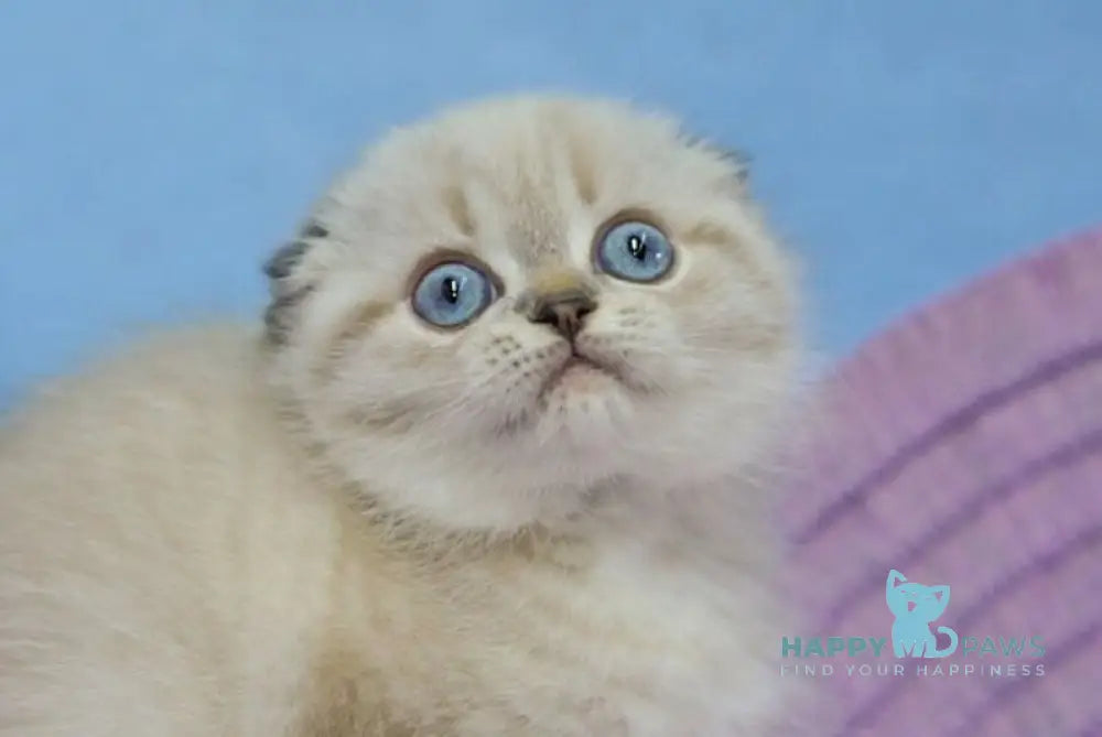 Ivan Scottish Fold male black tabby pointed live animals