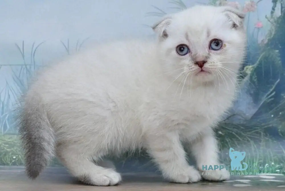 Ivan Scottish Fold male blue tabby pointed live animals