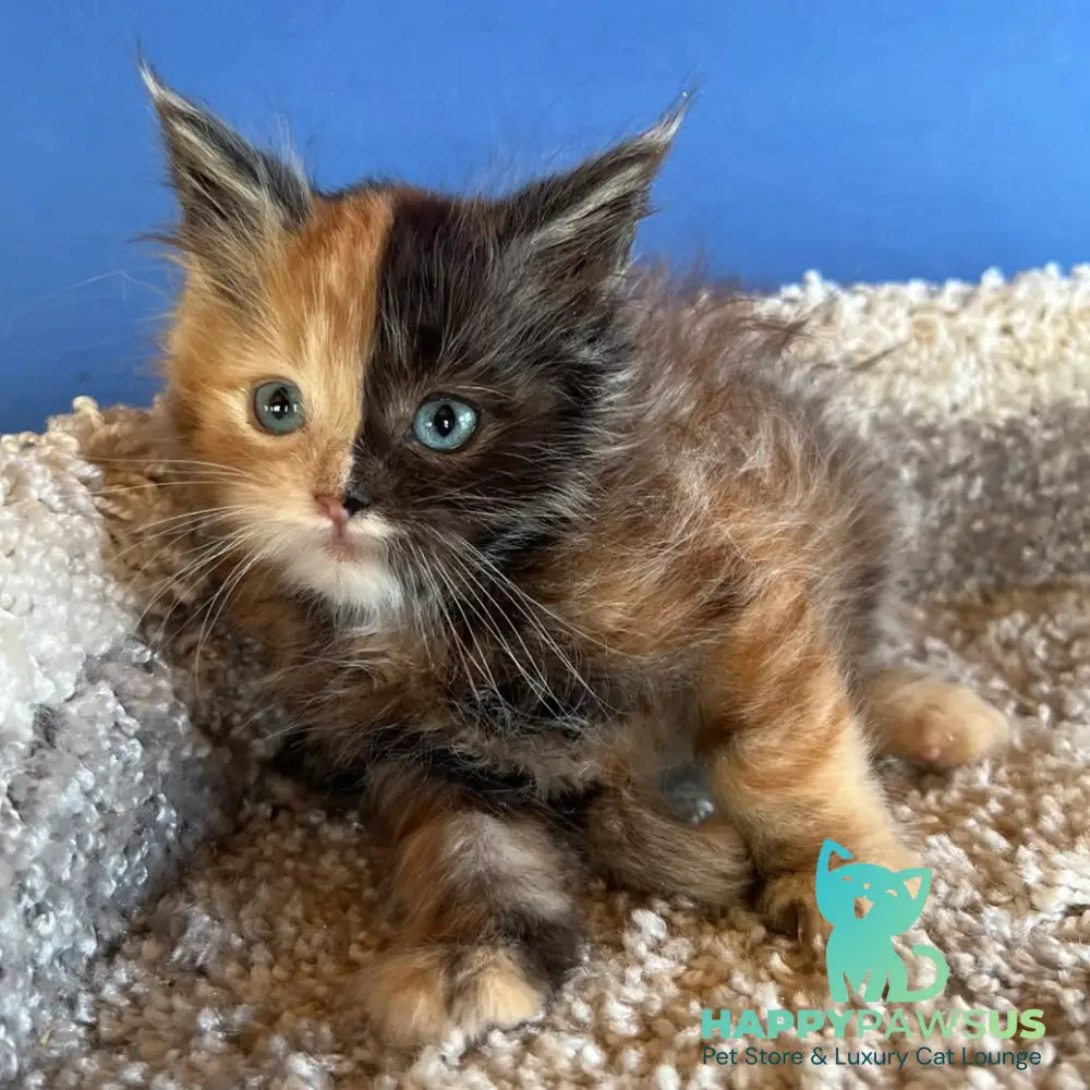Ivana Maine Coon female black tortie with white - live animals