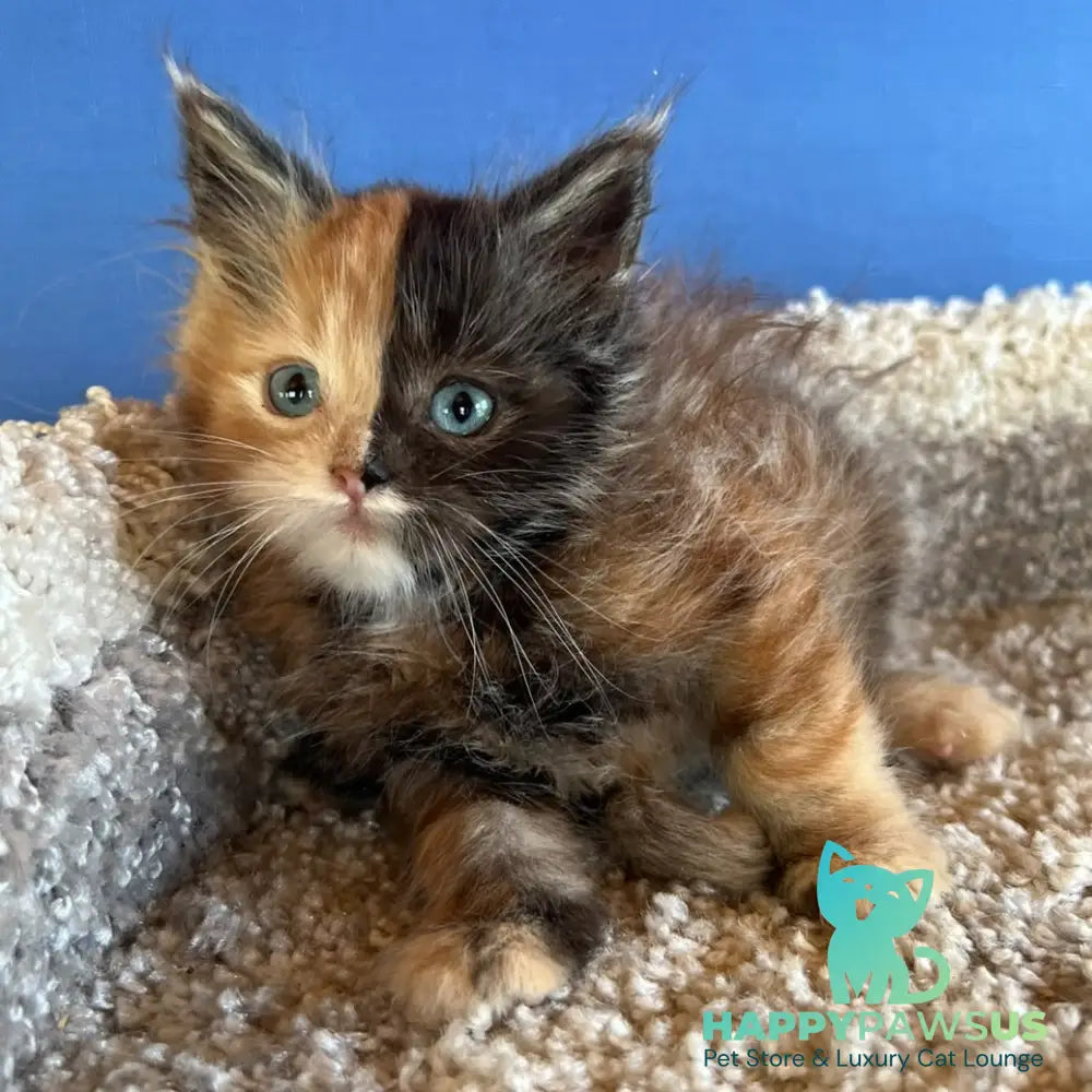 Ivana Maine Coon female black tortie with white - live animals