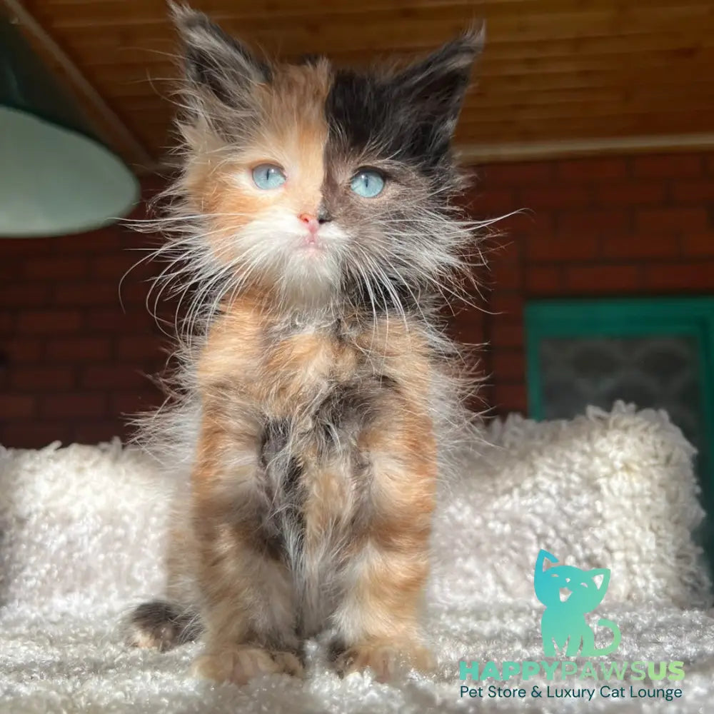 Ivana Maine Coon female black tortie with white - live animals