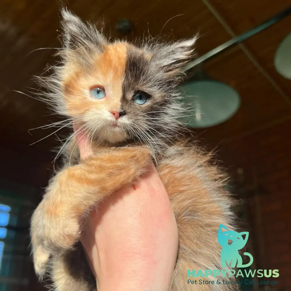 Ivana Maine Coon female black tortie with white - live animals