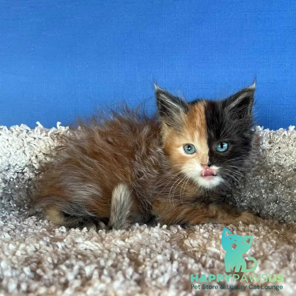 Ivana Maine Coon female black tortie with white - live animals