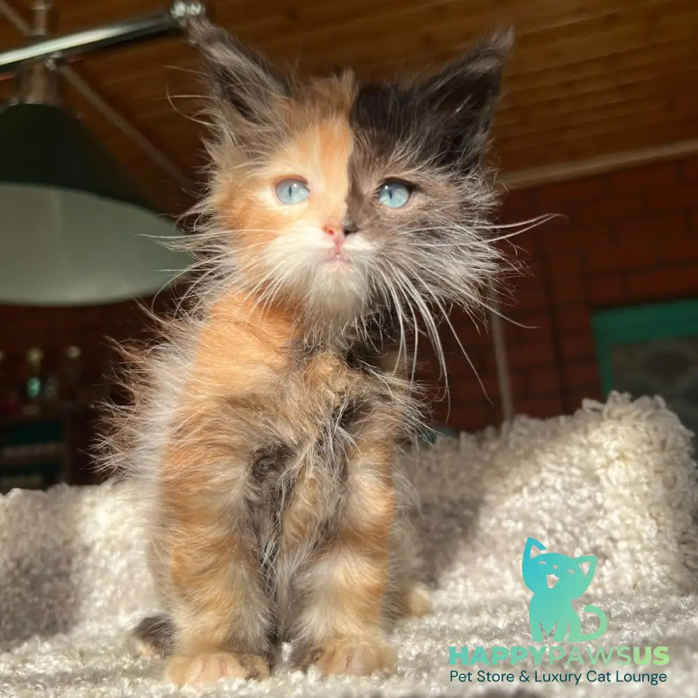 Ivana Maine Coon female black tortie with white - live animals