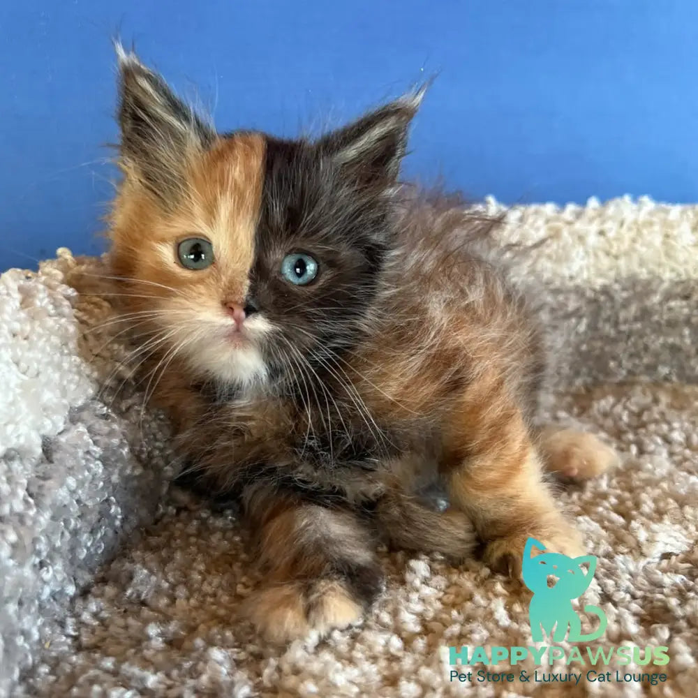 Ivana Maine Coon female black tortie with white - live animals