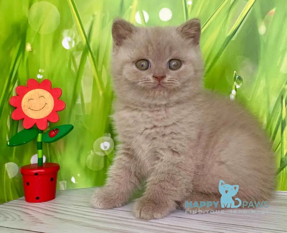 Ivango British Shorthair male lilac live animals