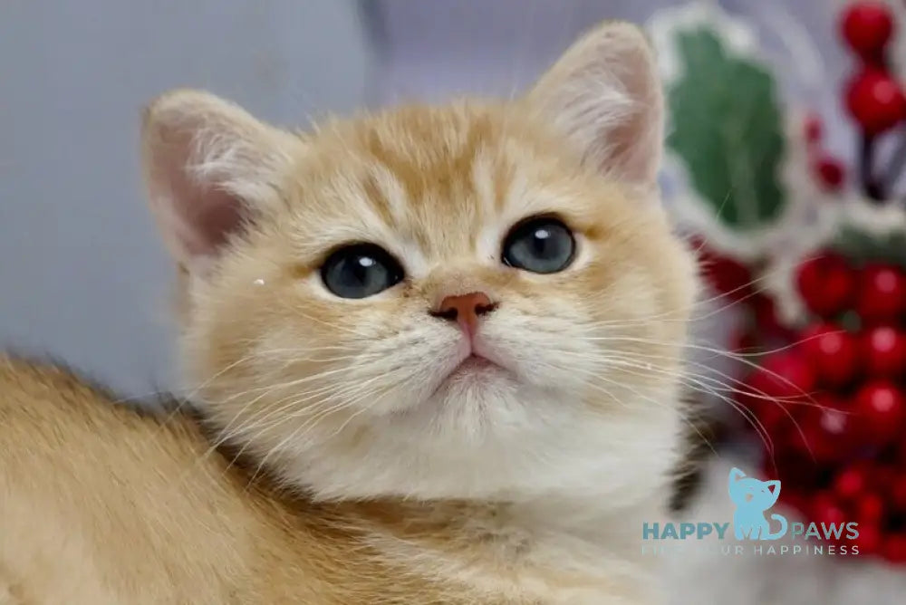 Ivanka British Shorthair female black golden shaded live animals