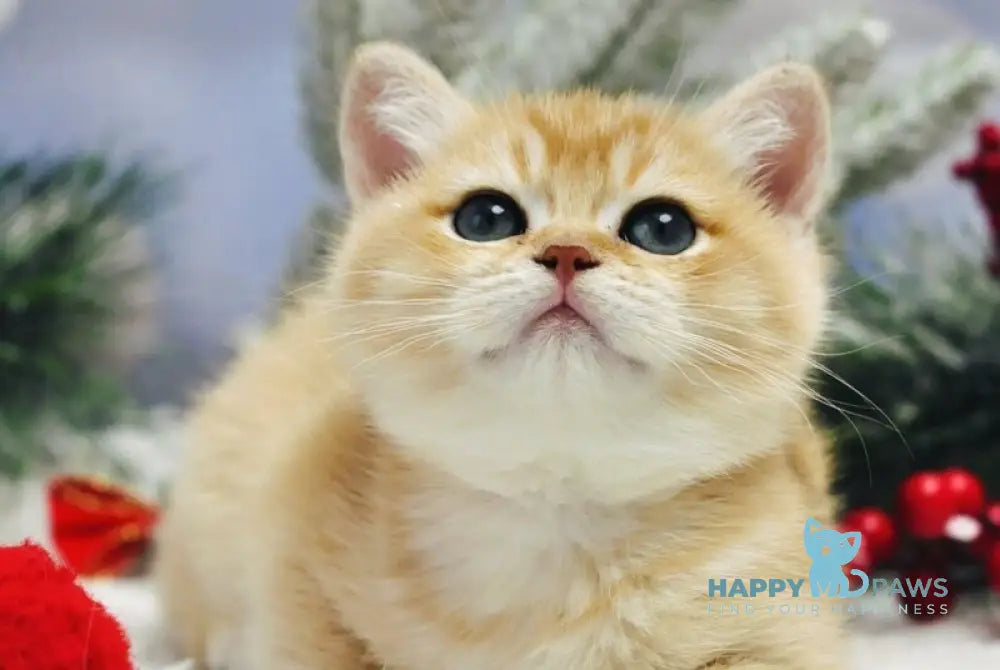 Ivanka British Shorthair female black golden shaded live animals