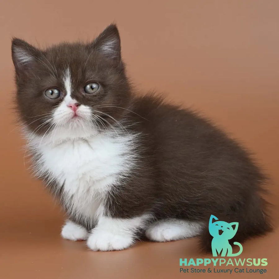 Ivanka Munchkin female chocolate bicolour - live animals