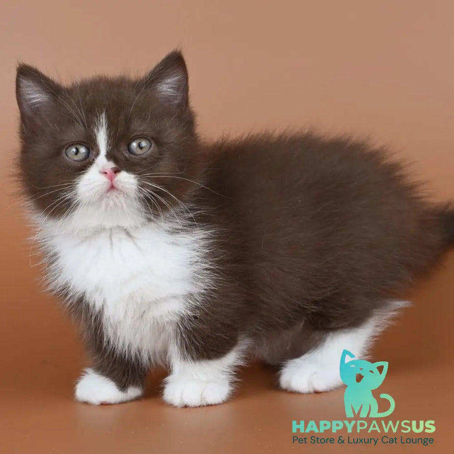 Ivanka Munchkin female chocolate bicolour - live animals