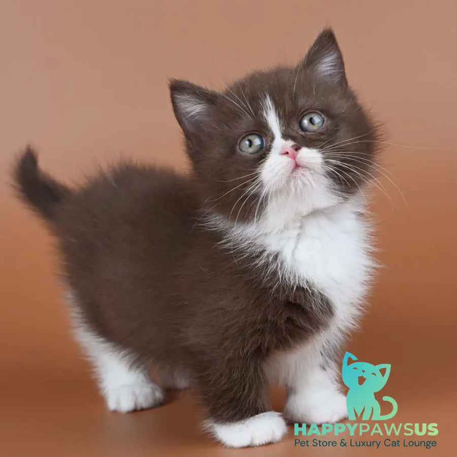 Ivanka Munchkin female chocolate bicolour - live animals