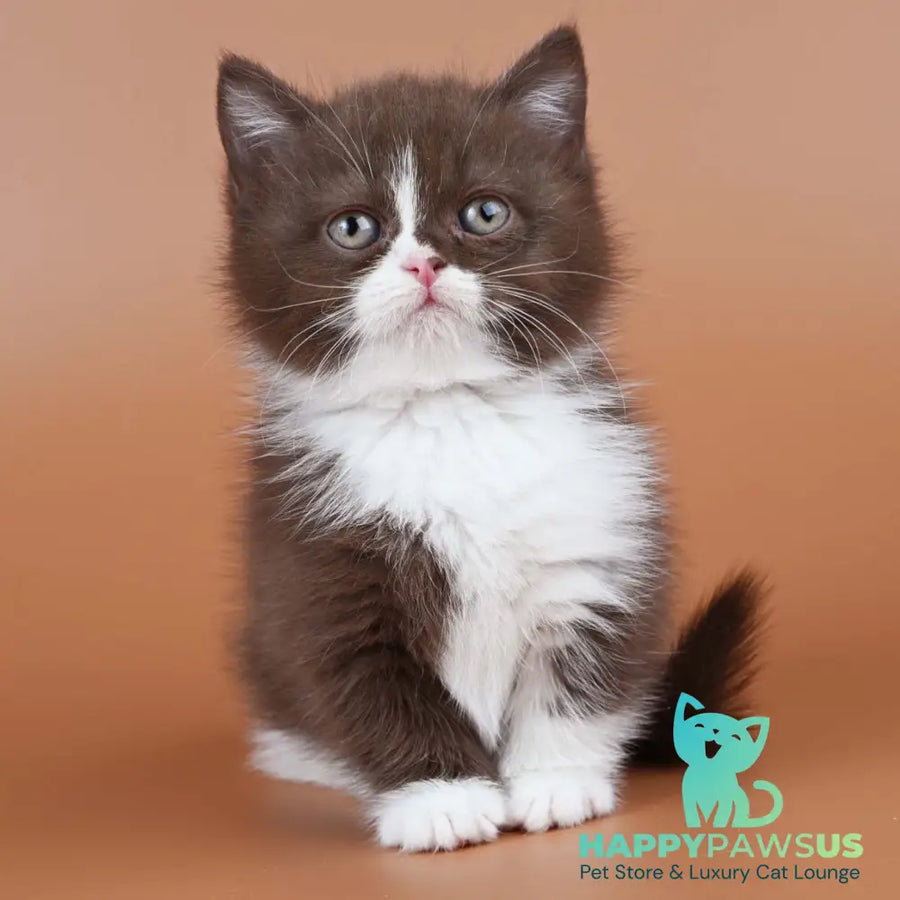 Ivanka Munchkin female chocolate bicolour - live animals