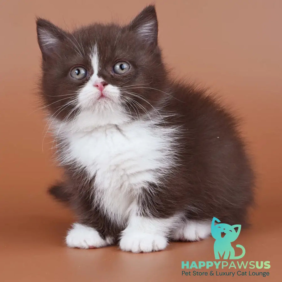 Ivanka Munchkin female chocolate bicolour - live animals