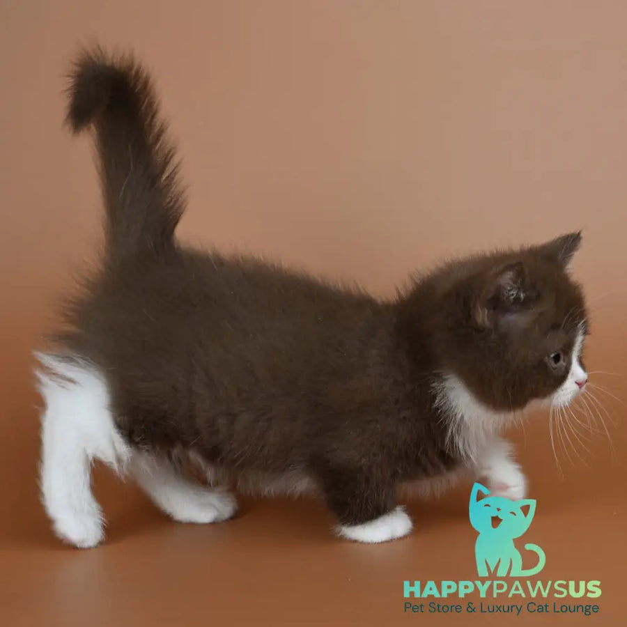 Ivanka Munchkin female chocolate bicolour - live animals