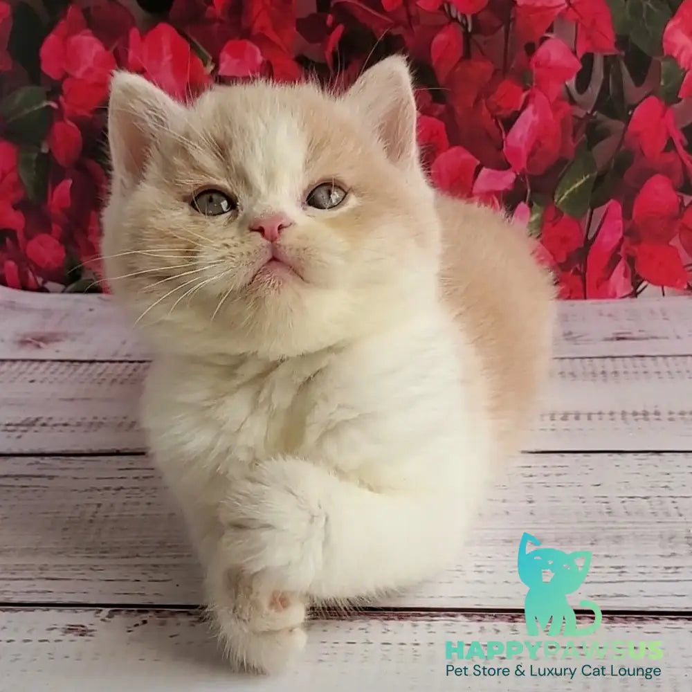 Ivar British Shorthair male fawn bicolour - live animals