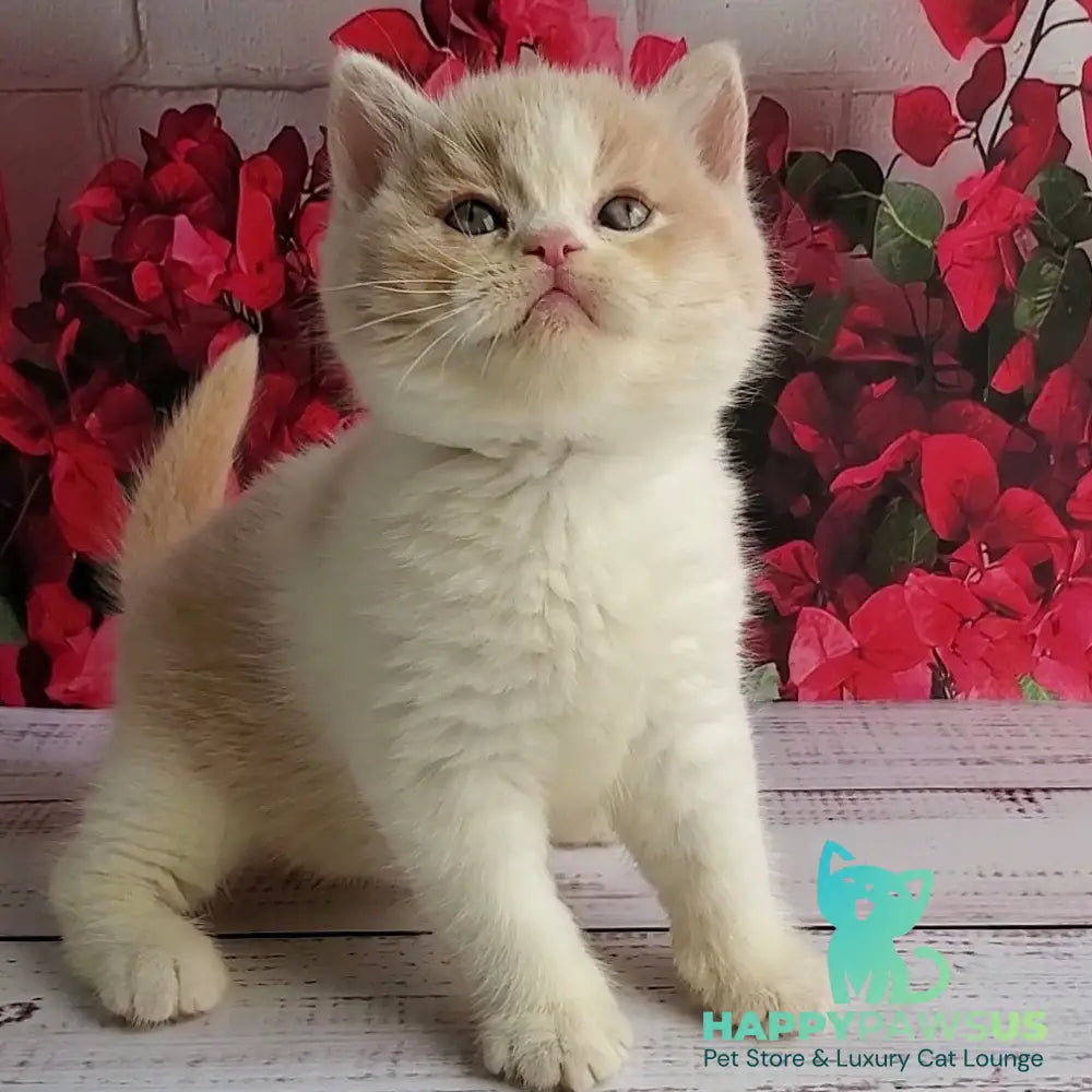 Ivar British Shorthair male fawn bicolour - live animals