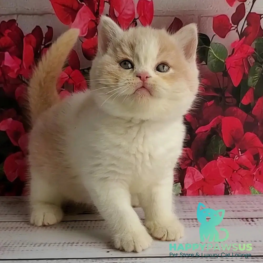 Ivar British Shorthair male fawn bicolour - live animals