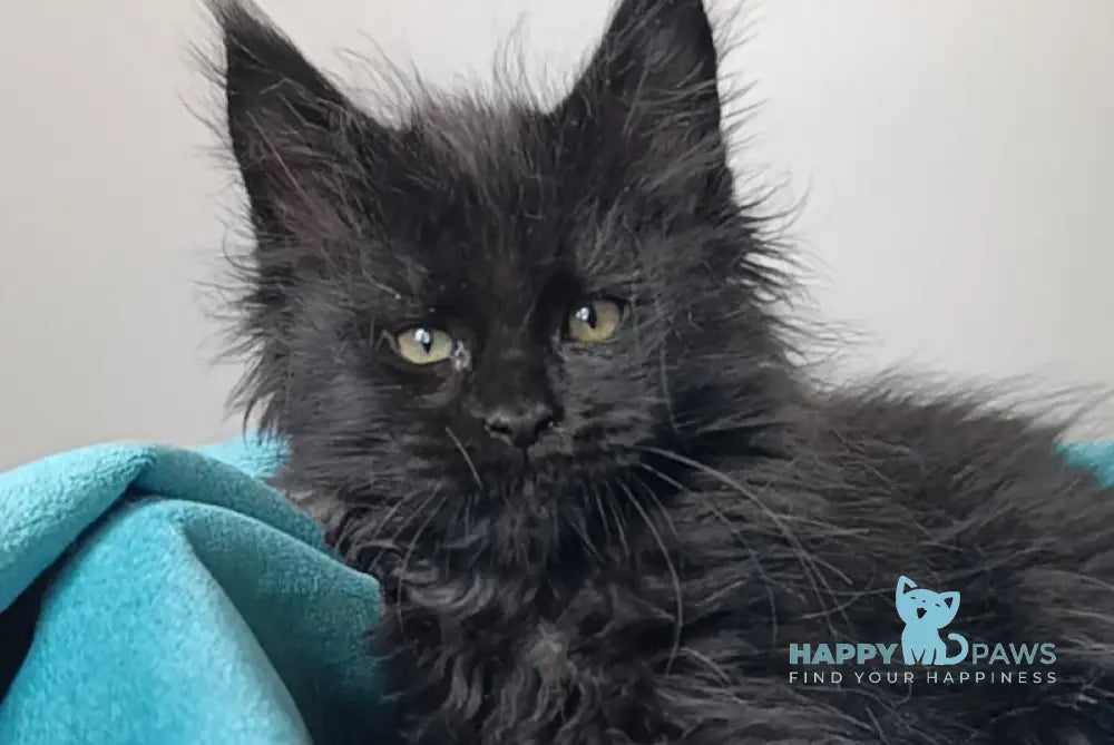 Ivar Maine Coon male black live animals