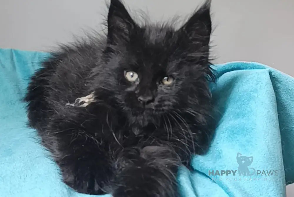 Ivar Maine Coon male black live animals