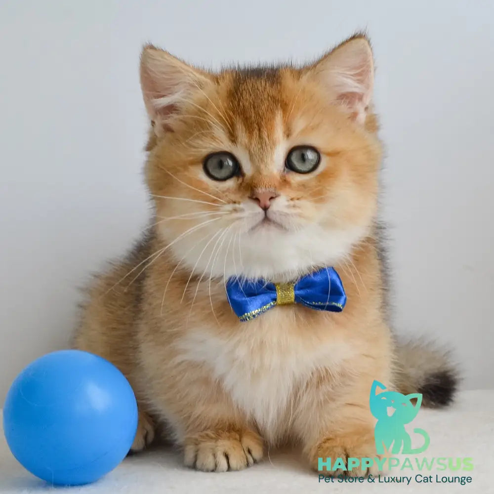Ivar Munchkin male black golden ticked tabby - live animals