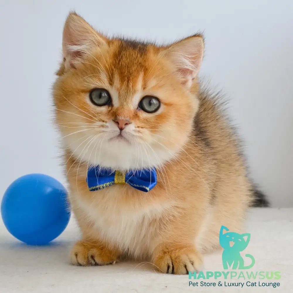 Ivar Munchkin male black golden ticked tabby - live animals