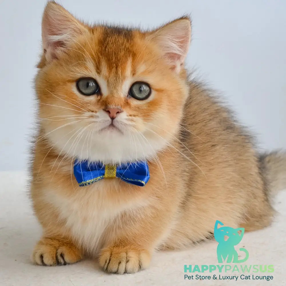 Ivar Munchkin male black golden ticked tabby - live animals