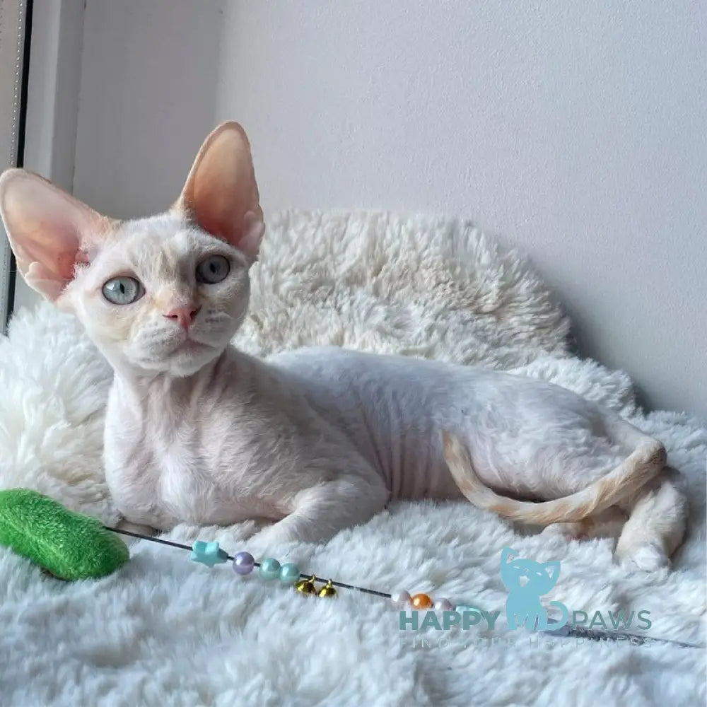 Ivar Sunrise Devon Rex male red tabby pointed - live animals