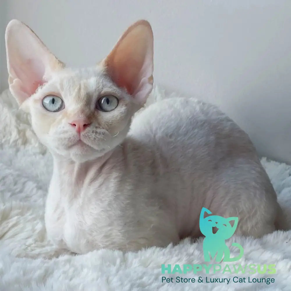 Ivar Sunrise Devon Rex male red tabby pointed - live animals