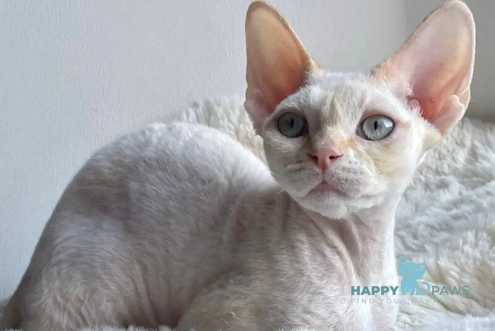 Ivar Sunrise Devon Rex male red tabby pointed - live animals