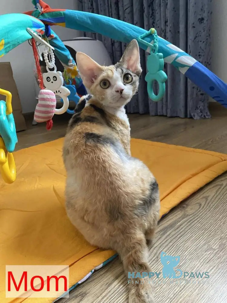 Ivar Sunrise Devon Rex male red tabby pointed - live animals