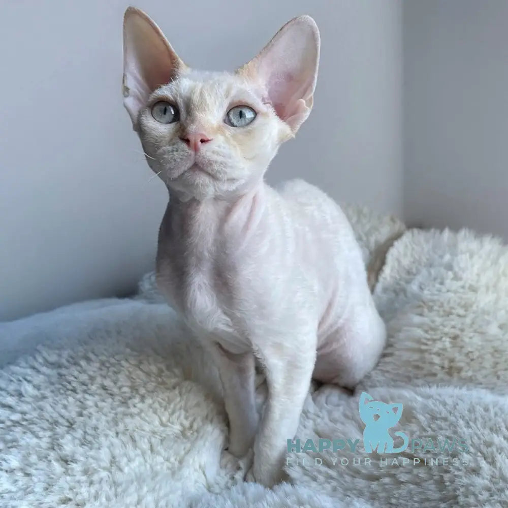 Ivar Sunrise Devon Rex male red tabby pointed - live animals