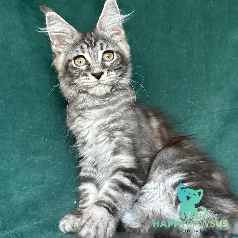 Ivelina Maine Coon female black silver tabby - live animals