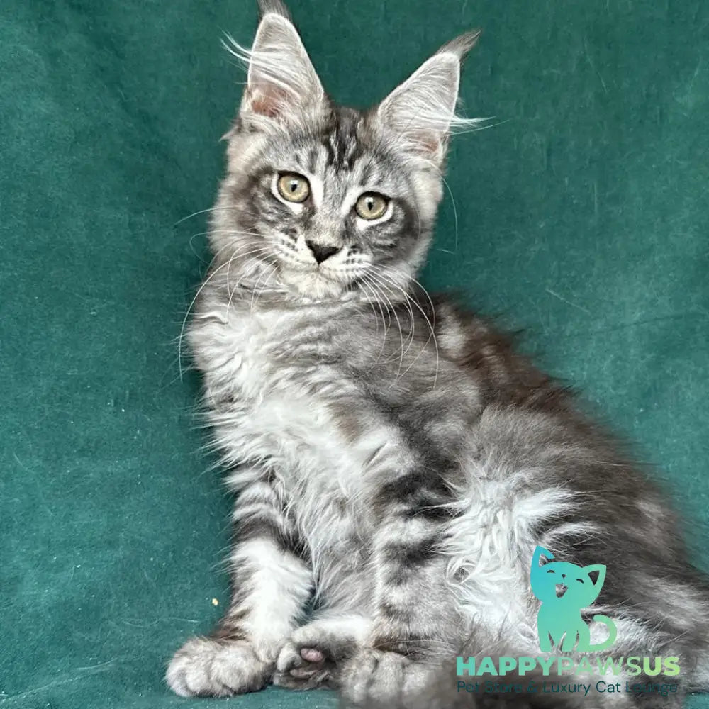 Ivelina Maine Coon female black silver tabby - live animals