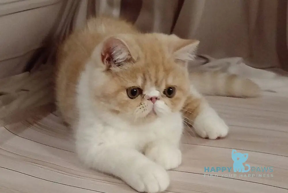 Iveriy Exotic male red silver spotted tabby bicolour live animals