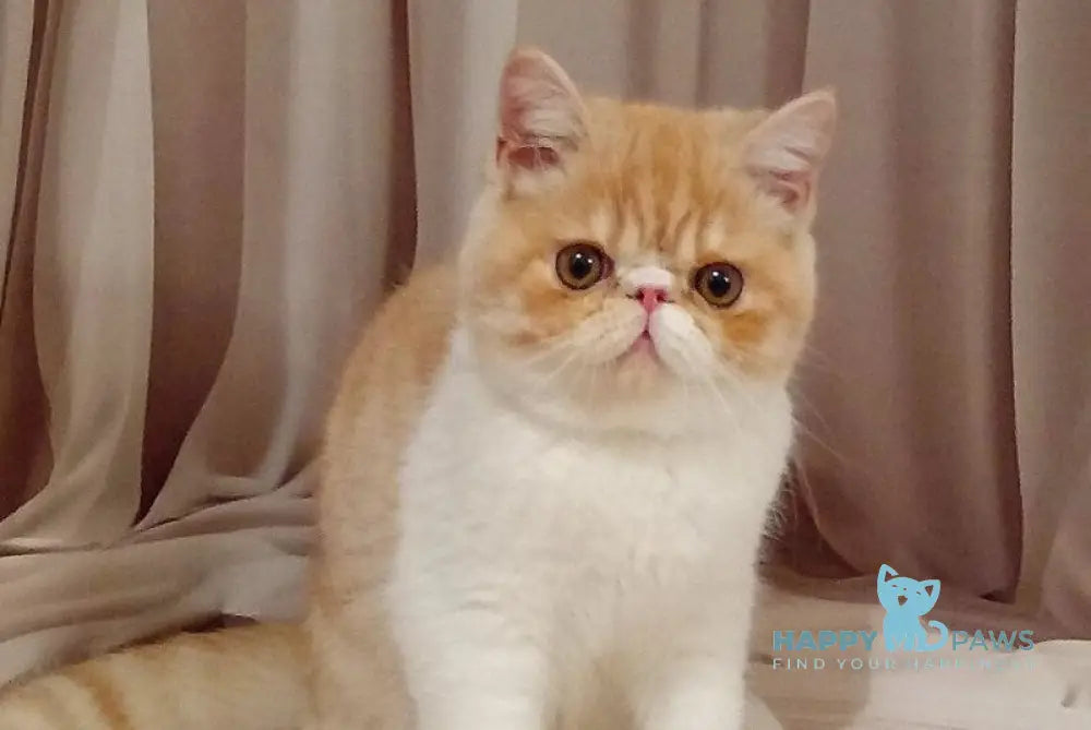 Iveriy Exotic male red silver spotted tabby bicolour live animals