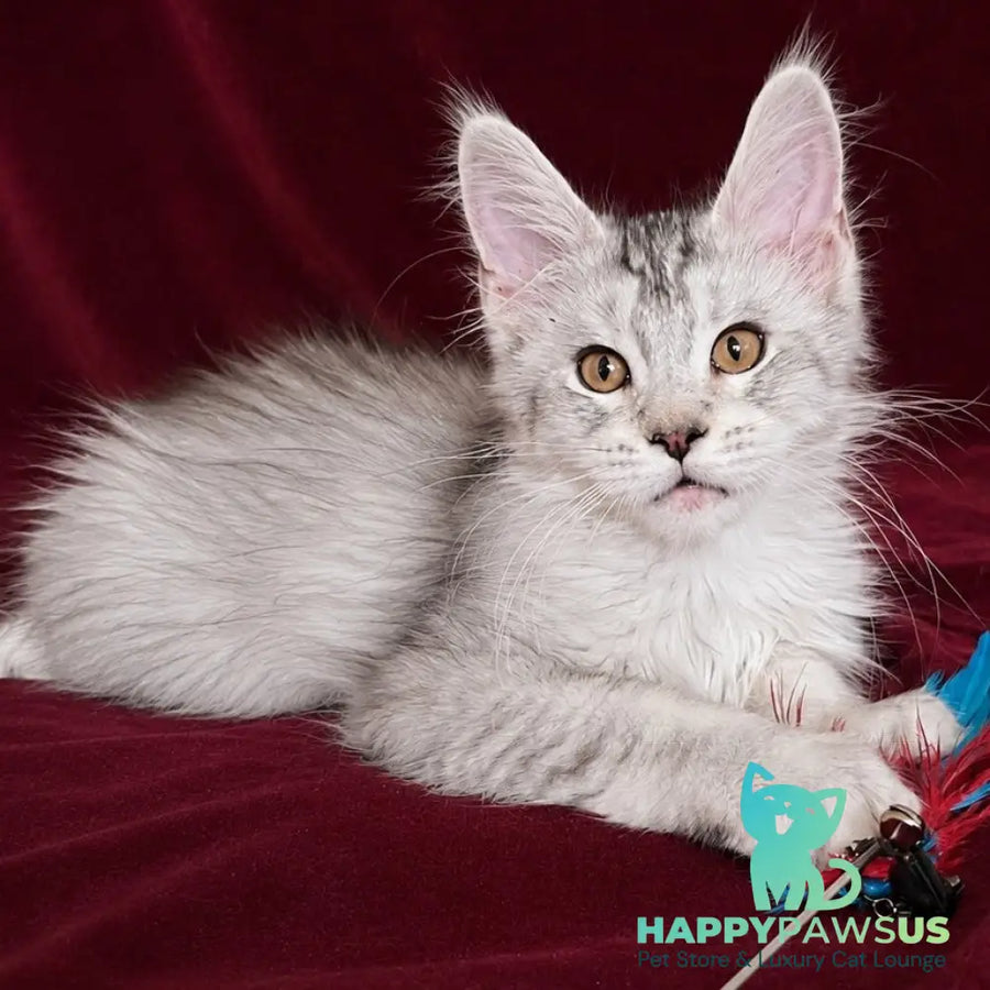 Iverson Maine Coon male black silver ticked tabby - live animals