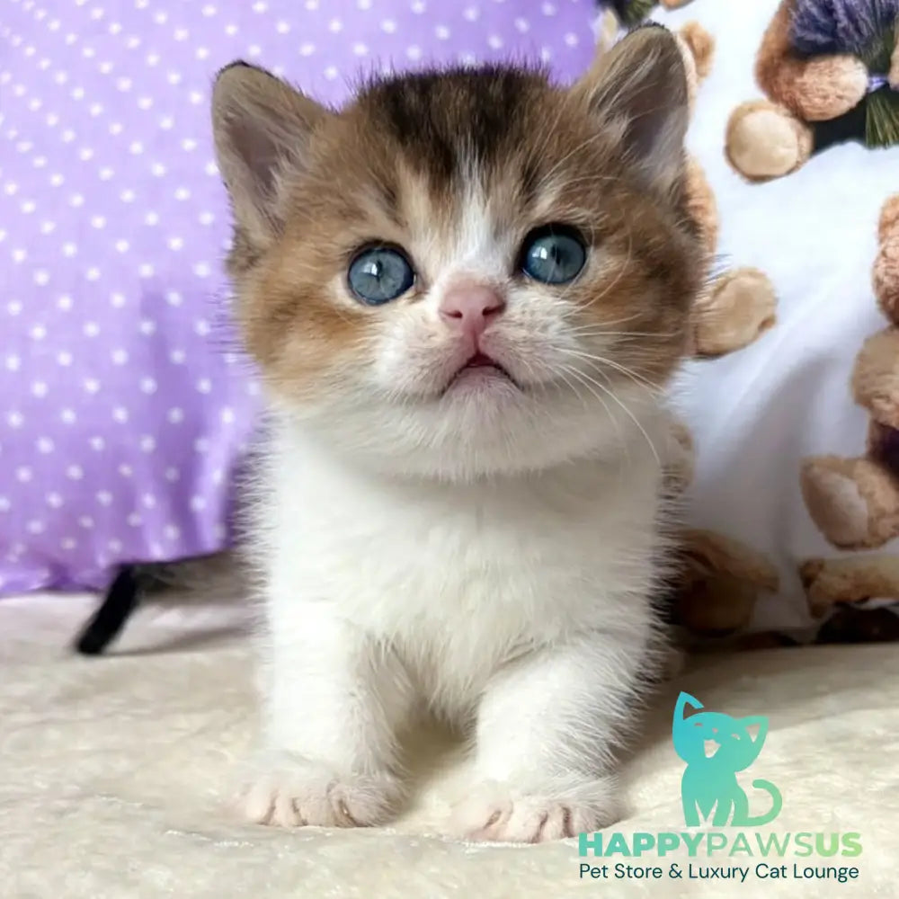 Ivi British Shorthair female black golden ticked tabby bicolour - live animals