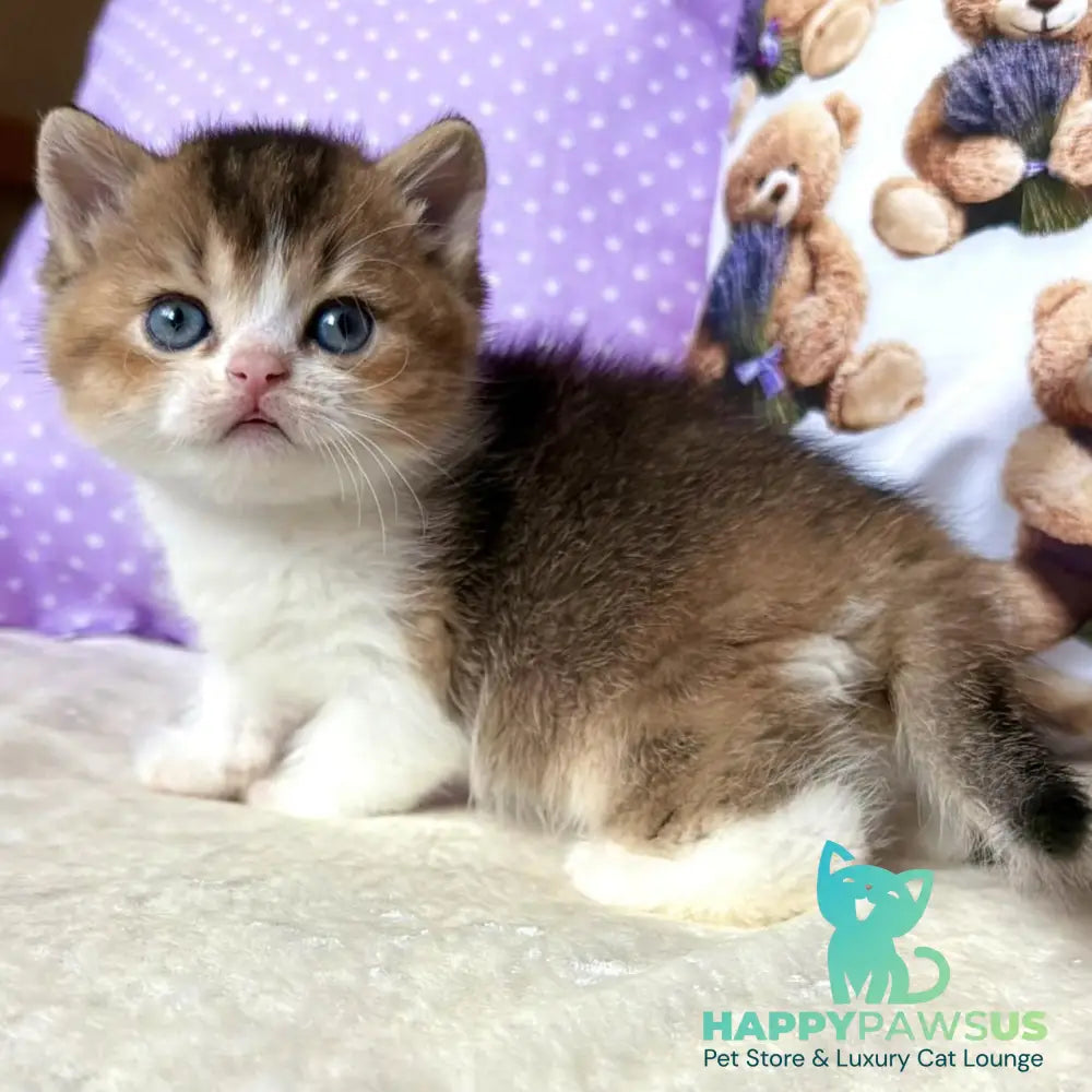 Ivi British Shorthair female black golden ticked tabby bicolour - live animals