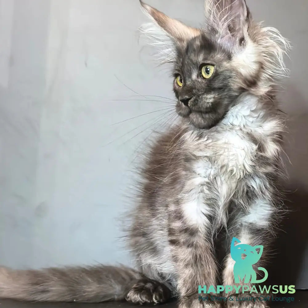 Ivi Maine Coon female black silver - live animals