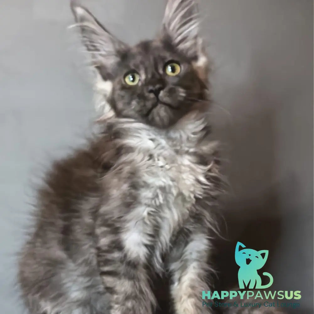 Ivi Maine Coon female black silver - live animals