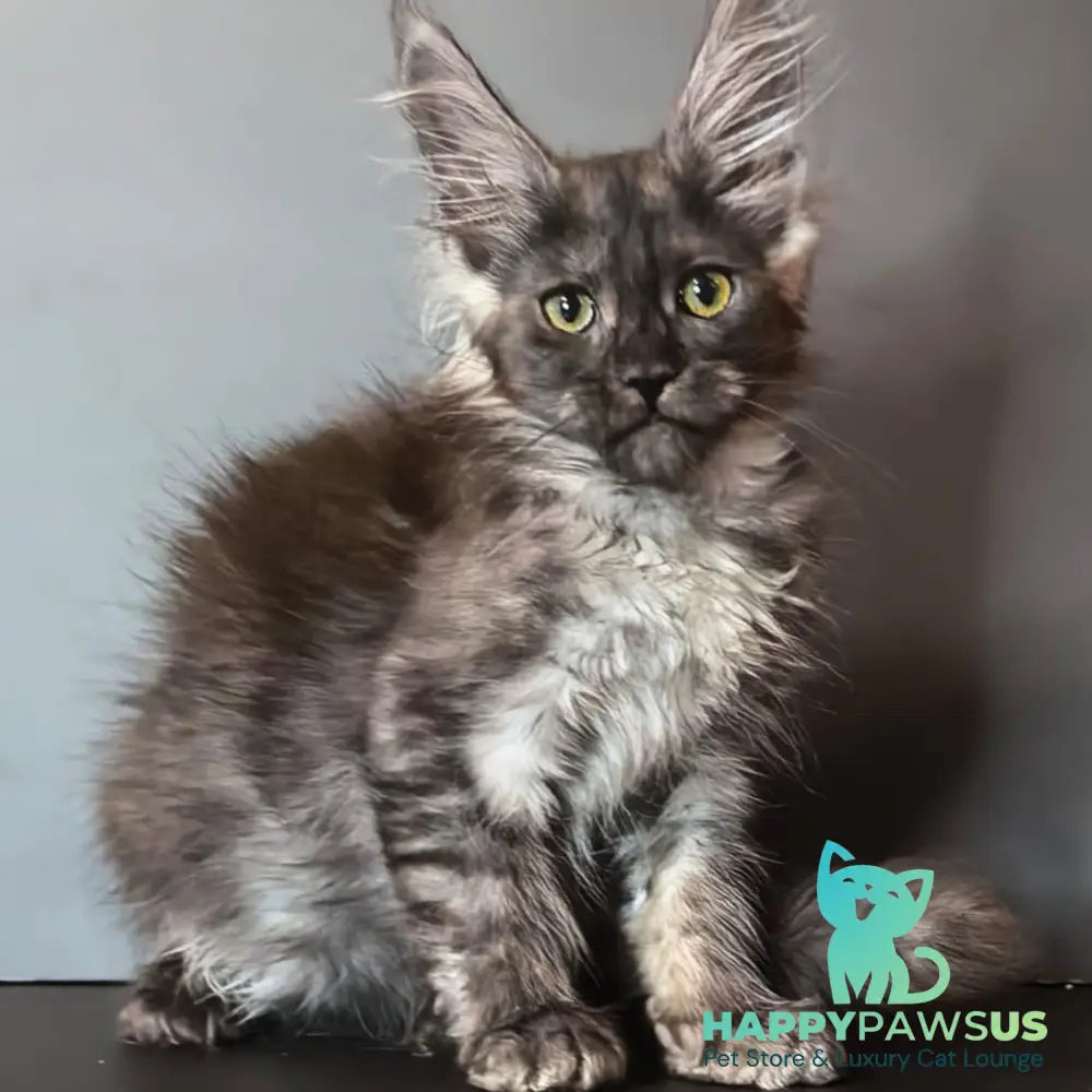 Ivi Maine Coon female black silver - live animals